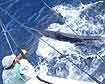 Marlin