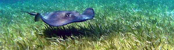 Ambergris Divers Southern Ray